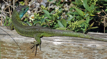 GR 34 le sentier des douaniers en Bretagne en France : de Pléneuf-Val-André à Pont Rolland (baie de Saint-Brieuc, barrage de Pont Rolland, port de Dahouët, faune et flore)