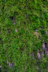 A tree trunk covered in green moss
