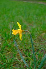 A yellow flower with a brown stem is standing in a field of green grass