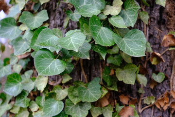 A tree with ivy growing on it