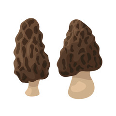 Brown morel mushroom. Autumn, fall. Flat vector clipart, illustration with isolated background.