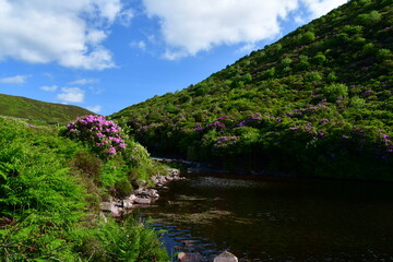 Rhododendron, Bay Lough, Knockmealdown Mountains, Co. Tipperary, Ireland 