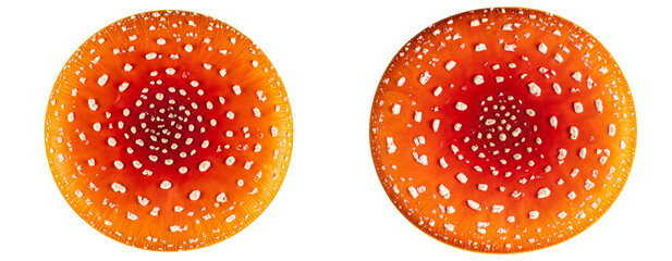 Poisonous Agaric Mushroom with Dew Drops on Cap, Top-Down View Transparent Background PNG