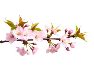 Fototapeta premium Branches of pink cherry blossoms bloom beautifully, symbolizing spring, natural beauty and tranquility.