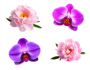 A beautiful collage of pink peonies and purple orchids, perfect for gardens, nature and stunning floral designs