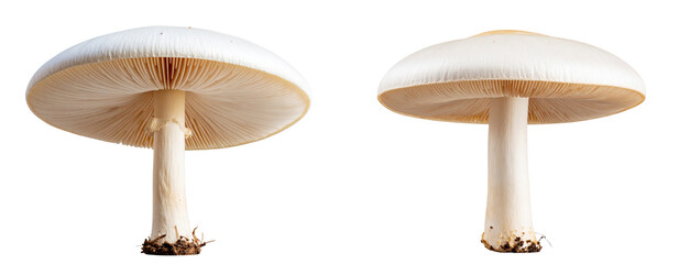 Single White Agaric Mushroom with Tall Stem and Veil, Artistic Low Angle Transparent Background PNG