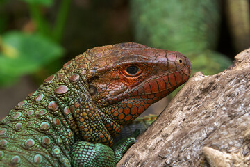 the elusive Dracaena lizard, perfectly adapted to its Amazonian world. Part reptile, part river spirit. Pacaya Samiria Peru.
