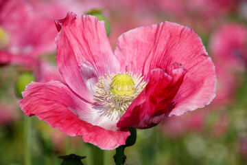 pinke Mohnbl&uuml;ten 