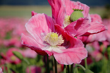 pinke Mohnbl&uuml;ten 
