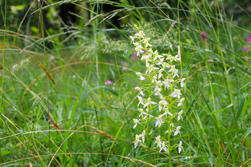 Greater butterfly-orchid (Platanthera chlorantha) in meadow, copy space, Orchid of the year 2025 (Baden, South Germany)