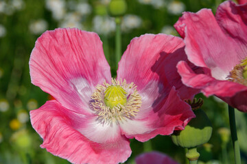 pinke Mohnbl&uuml;ten 