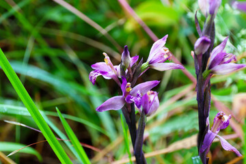 Violet bird's-nest orchid (Limodorum abortivum) in Germany listed as Critically Endangered (Baden, South Germany)