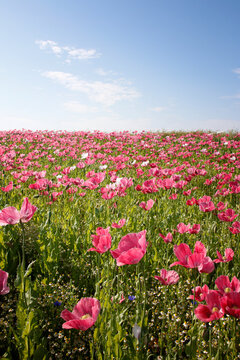 pinke Mohnbl&uuml;ten 
