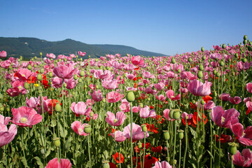 pinke Mohnbl&uuml;ten 