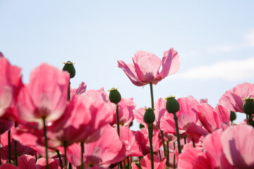 pinke Mohnbl&uuml;ten 