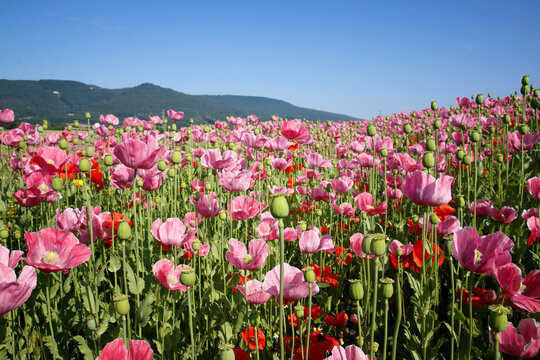 pinke Mohnbl&uuml;ten 