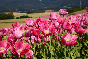 pinke Mohnbl&uuml;ten 