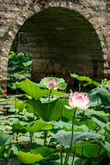 In summer, lotus flowers are in full bloom in the lotus pond of Caotang Park, Dongguan, China.









