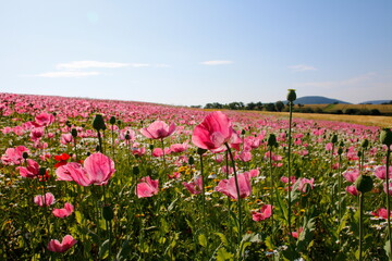 pinke Mohnbl&uuml;ten 
