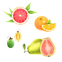 Isolated watercolor fruits set on a transparent background: grapefruit, orange, feijoa, guava