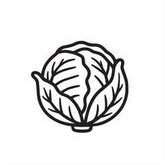 vector illustration of cabbage