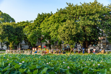 In summer, lotus flowers are in full bloom in the lotus pond of Caotang Park, Dongguan, China.



