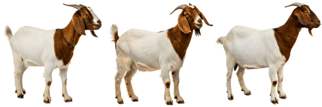 Three boer goats standing isolated on transparent background, farm animals