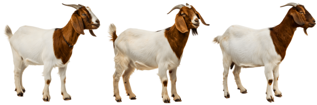 Three boer goats standing isolated on transparent background, farm animals
