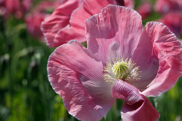 rosa bl&uuml;hende Mohnblumen