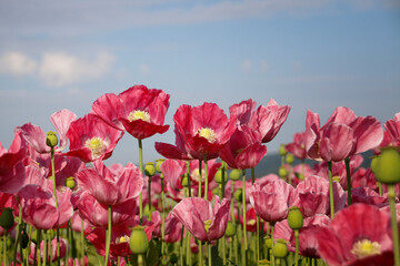 rosa bl&uuml;hende Mohnblumen