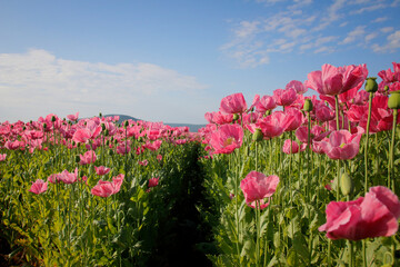 rosa bl&uuml;hende Mohnblumen