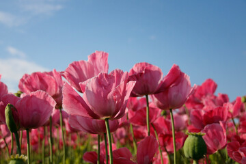 rosa bl&uuml;hende Mohnblumen