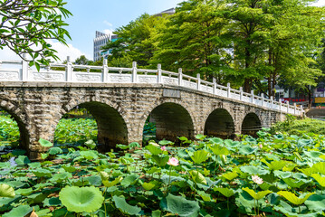 In summer, lotus flowers are in full bloom in the lotus pond of Caotang Park, Dongguan, China.









