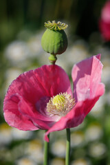 rosa bl&uuml;hende Mohnblumen