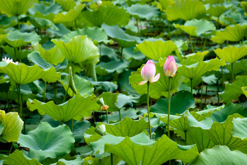 Lotus flowers are in full bloom in the lotus pond in summer.

