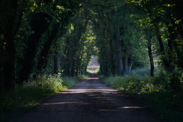 Photo sous les arbres du chemin de la voie verte en Bretagne sans signalisation pour les piétons,...