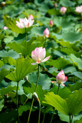 Lotus flowers are in full bloom in the lotus pond in summer.

