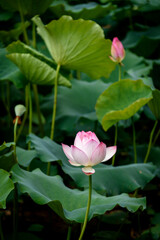 Lotus flowers are in full bloom in the lotus pond in summer.

