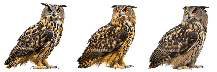 Obraz premium Three eurasian eagle owls isolated on transparent background, majestic birds