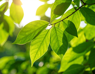 Obraz premium A detailed macro shot of lush green leaves with visible veins and natural texture
