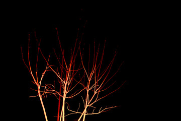 Red bush on black background.Illuminated Bare Tree Silhouette.Red branches in the dark.Witchcraft and magic wallpaper.Dark atmosphere.Silhouetted Trees.
