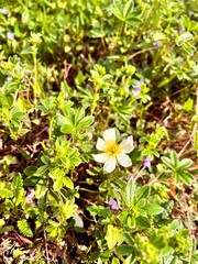 White blooming potentilla alba Plants for rock gardens and rockeries. Nature background