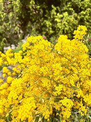 Blooming Alyssum saxatile or Lobularia saxatile with bright yellow flowers in a spring garden....