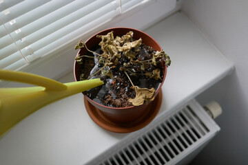 Dried plant in a pot on a windowsill. Houseplant care concept. Watering from a watering can of a...