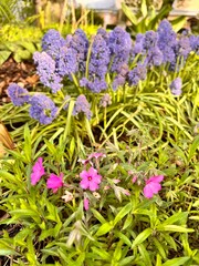 Obraz premium Pink blooming Phlox procumbens and purple Muscari armeniacum Blue Spike in spring garden. Floral background