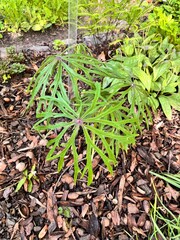 Syneilesis aconitifolia .an unusual shade - loving plant with Umbrella-shaped leaves .Flower background