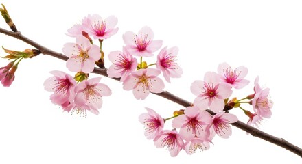 Naklejka premium pink cherry blossom