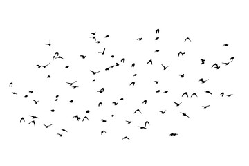 png herd of birds fly on clear backgroung