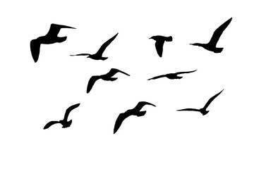 png herd of birds fly on clear backgroung