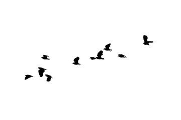 png herd of birds fly on clear backgroung